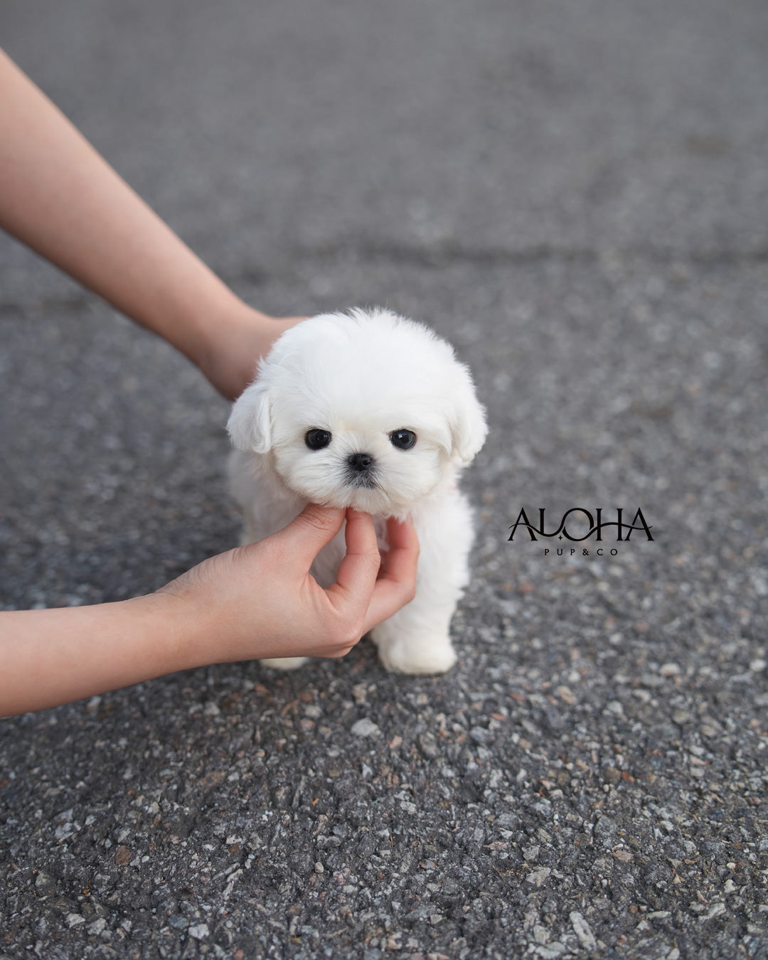 Mallow [TEACUP Maltese]