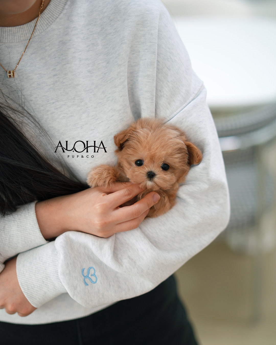 Hazel [TEACUP MALTIPOO]