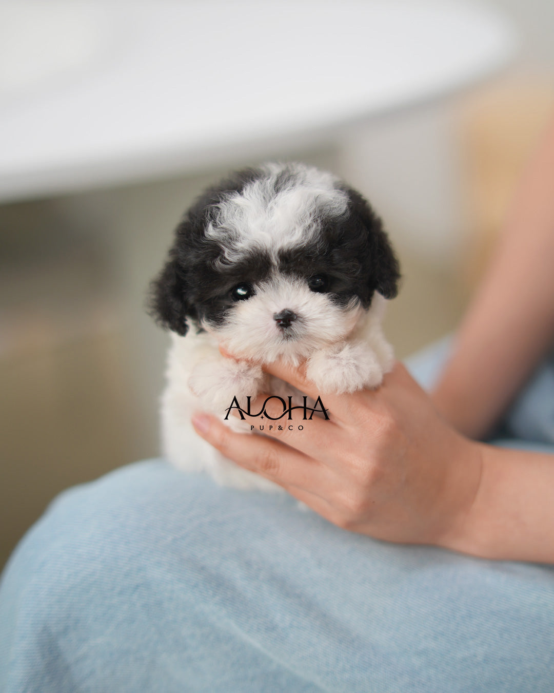 Lucy [TEACUP POODLE]