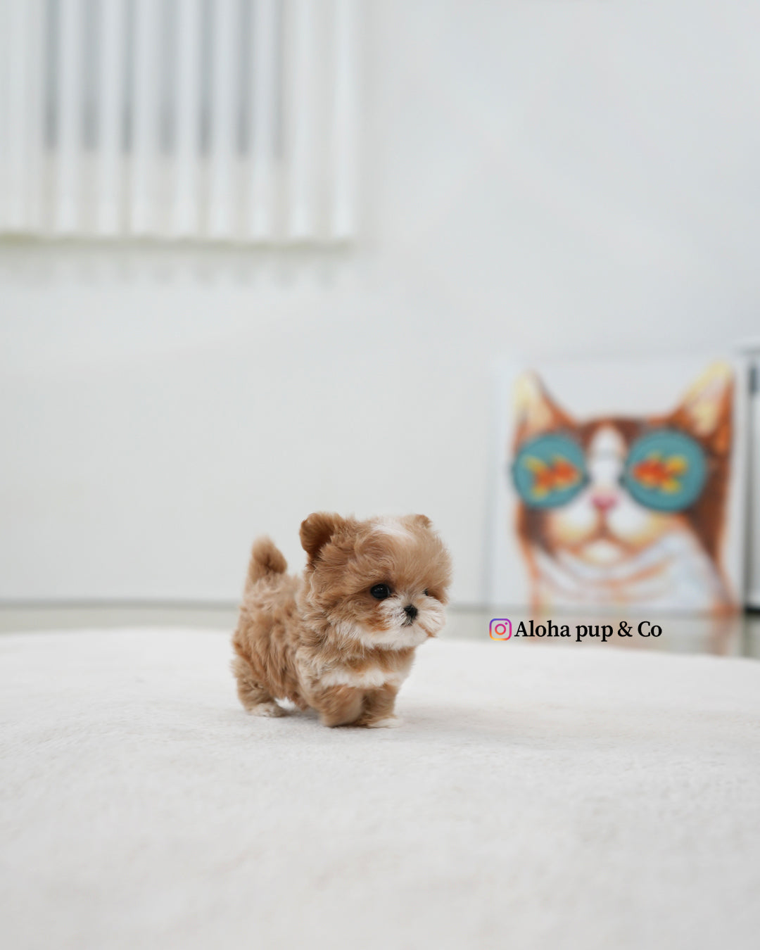 Mickey [TEACUP MALTIPOO]