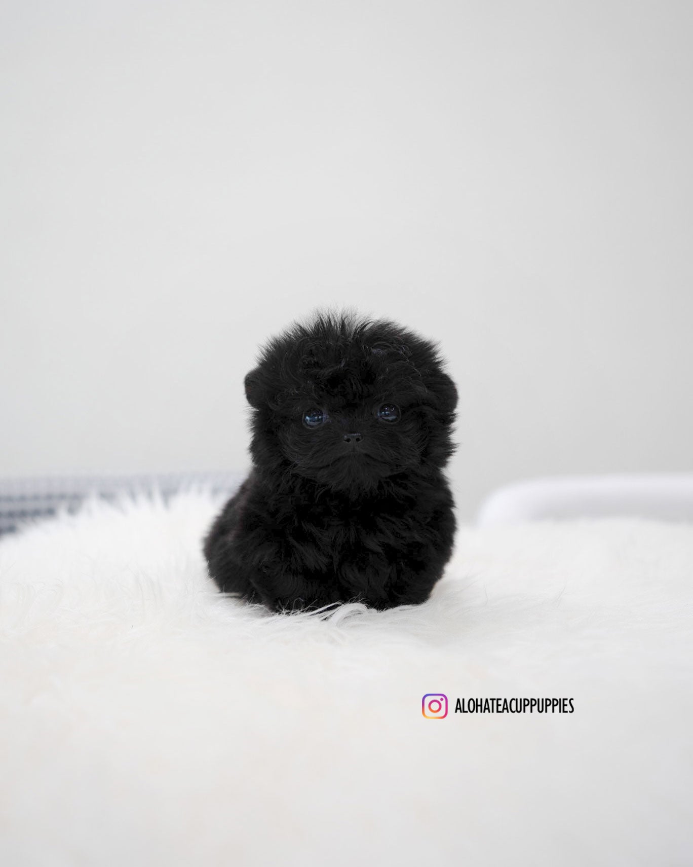 Bin [TEACUP MALTIPOO]
