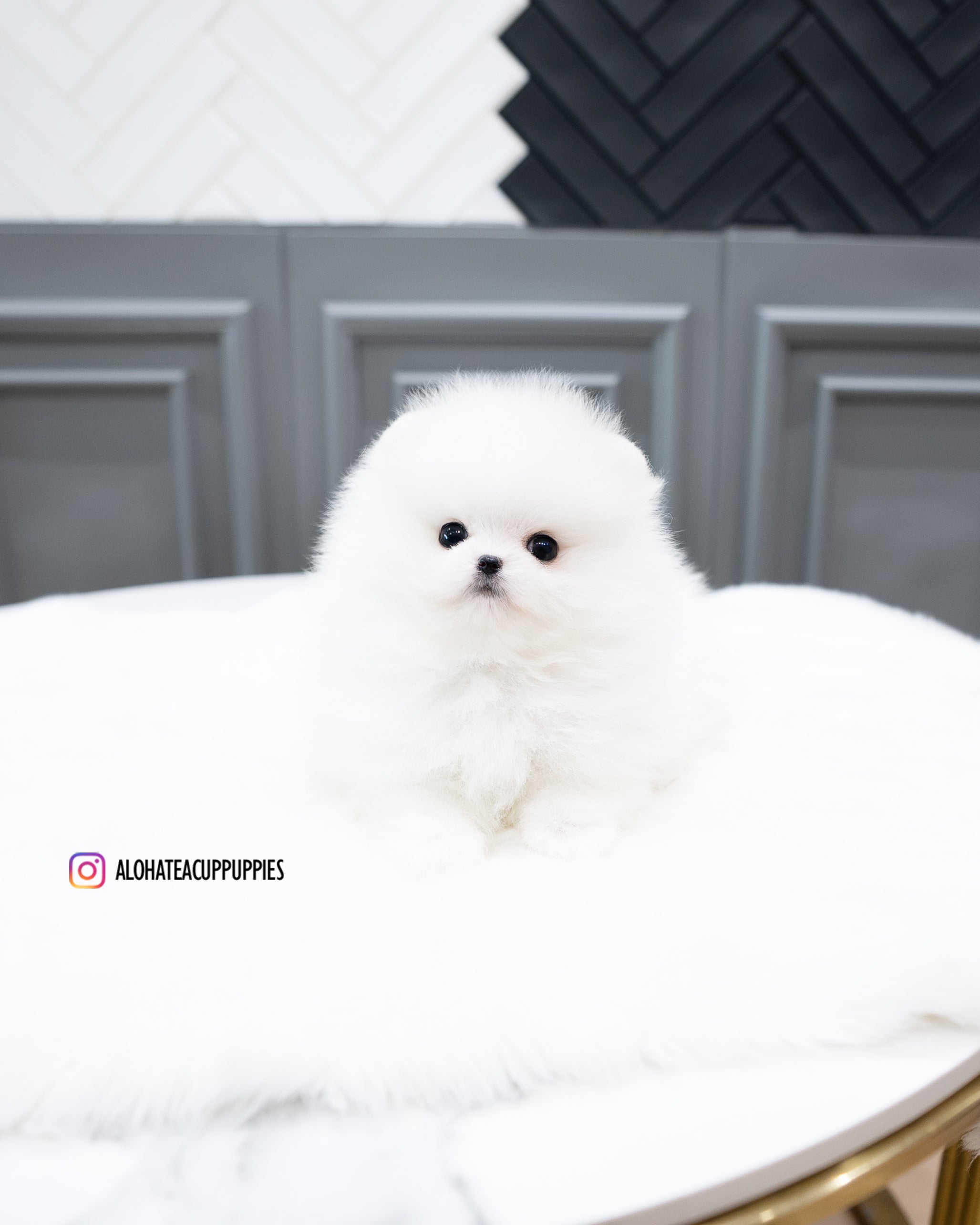 Rocco [茶杯博美犬]