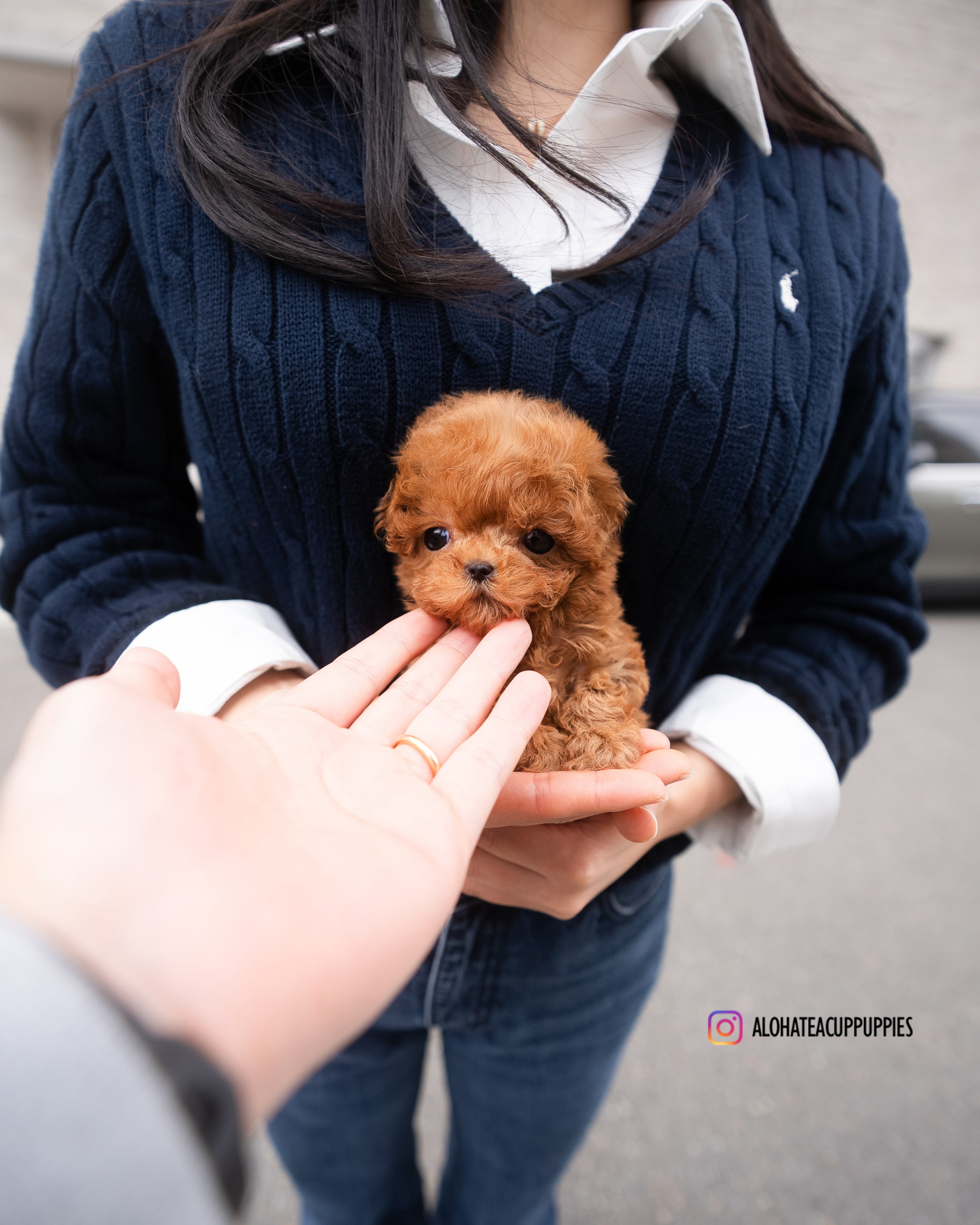 Mason [TEACUP POODLE]