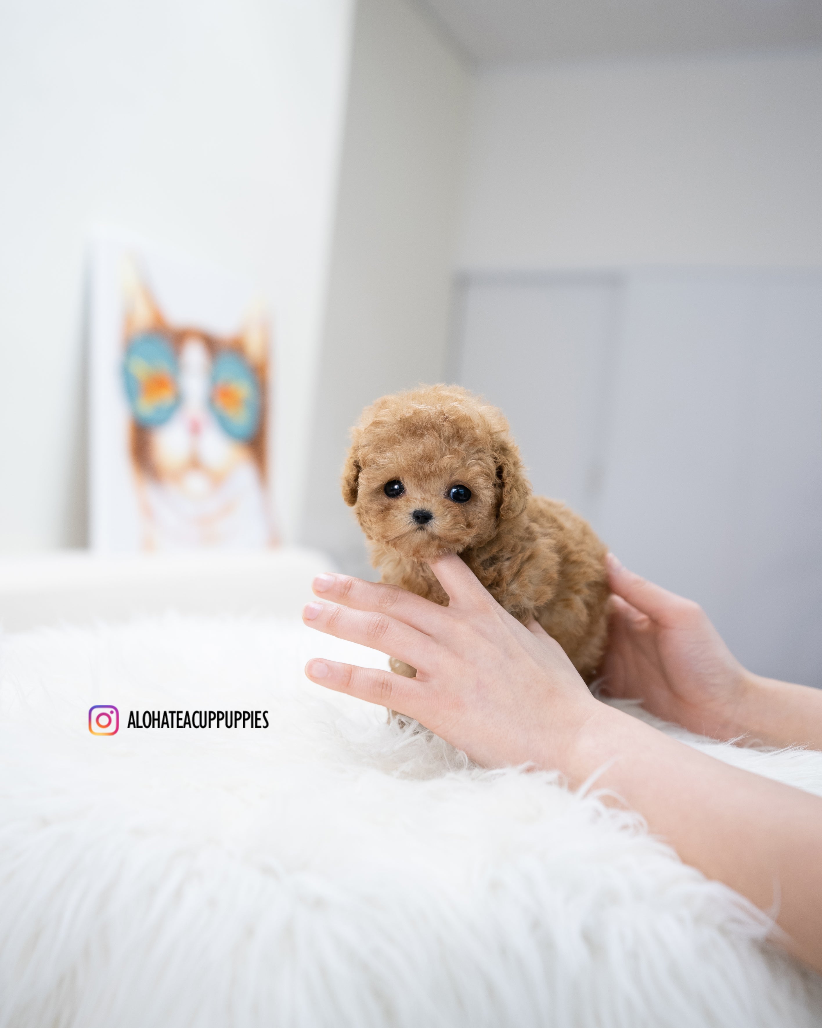 Waffle [TEACUP POODLE]