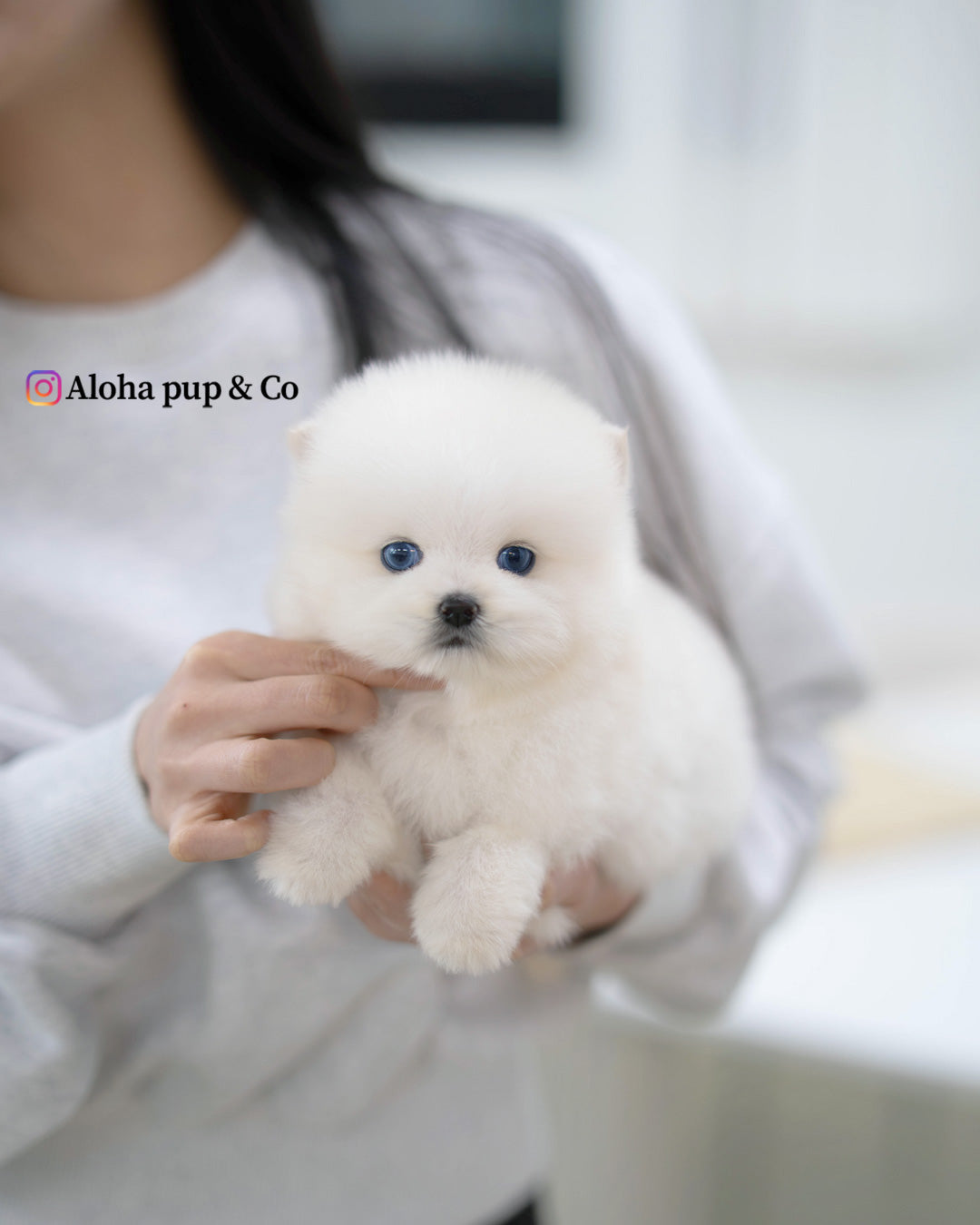 Goyard [Mini POMSKY]