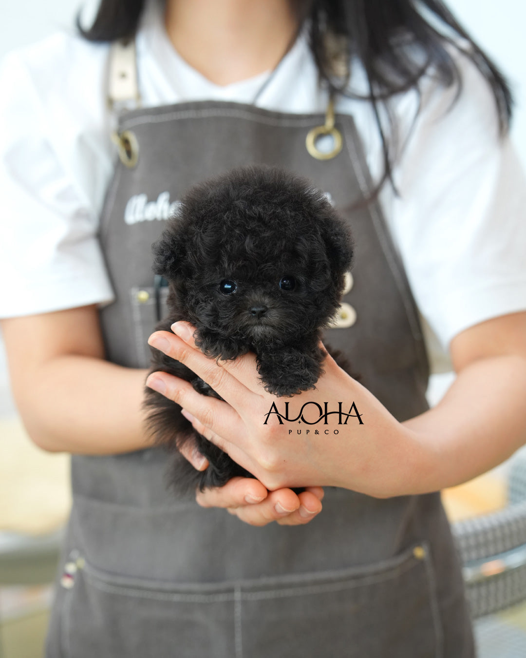 Nana [TEACUP POODLE]