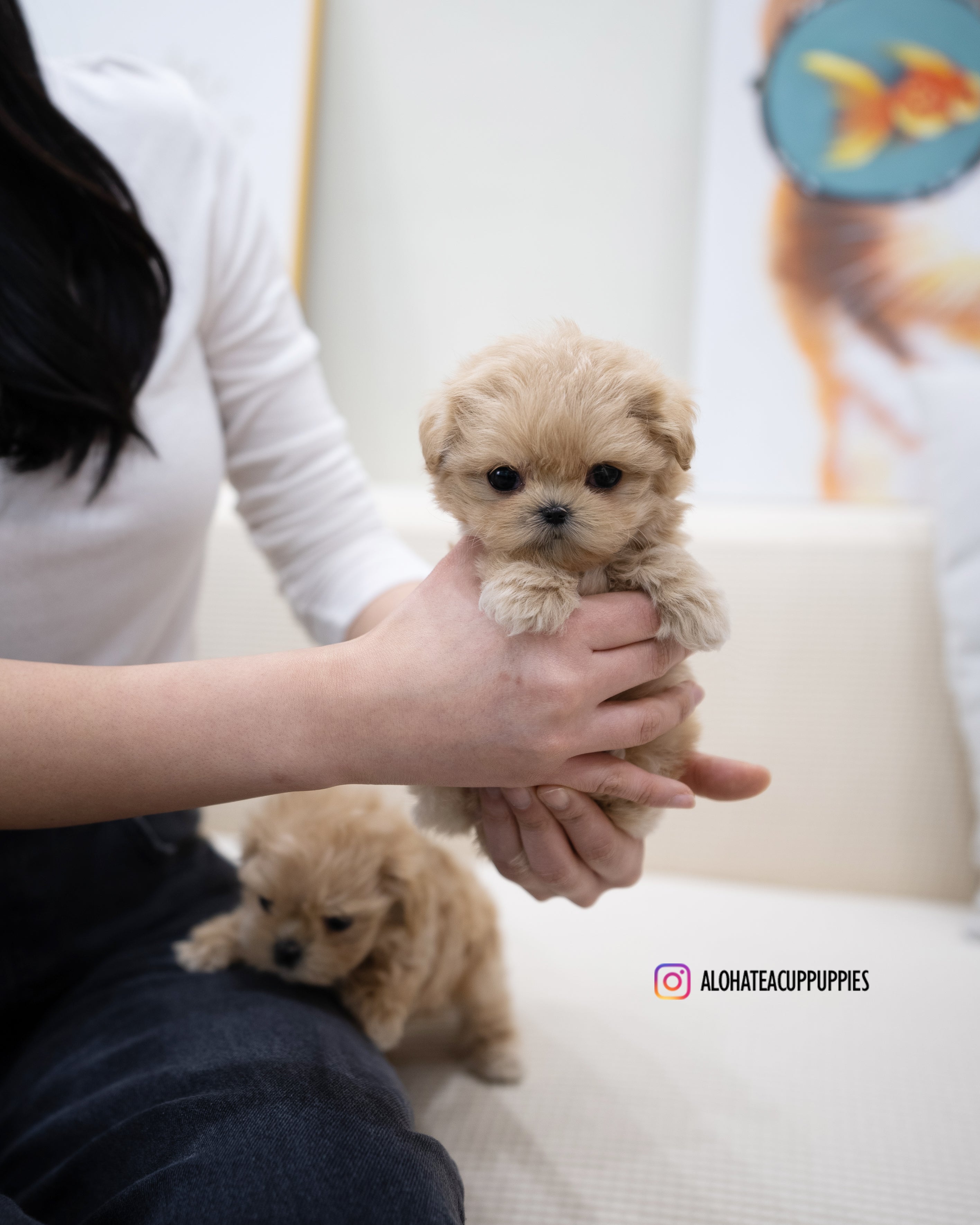 Wayne [TEACUP MALTIPOO]
