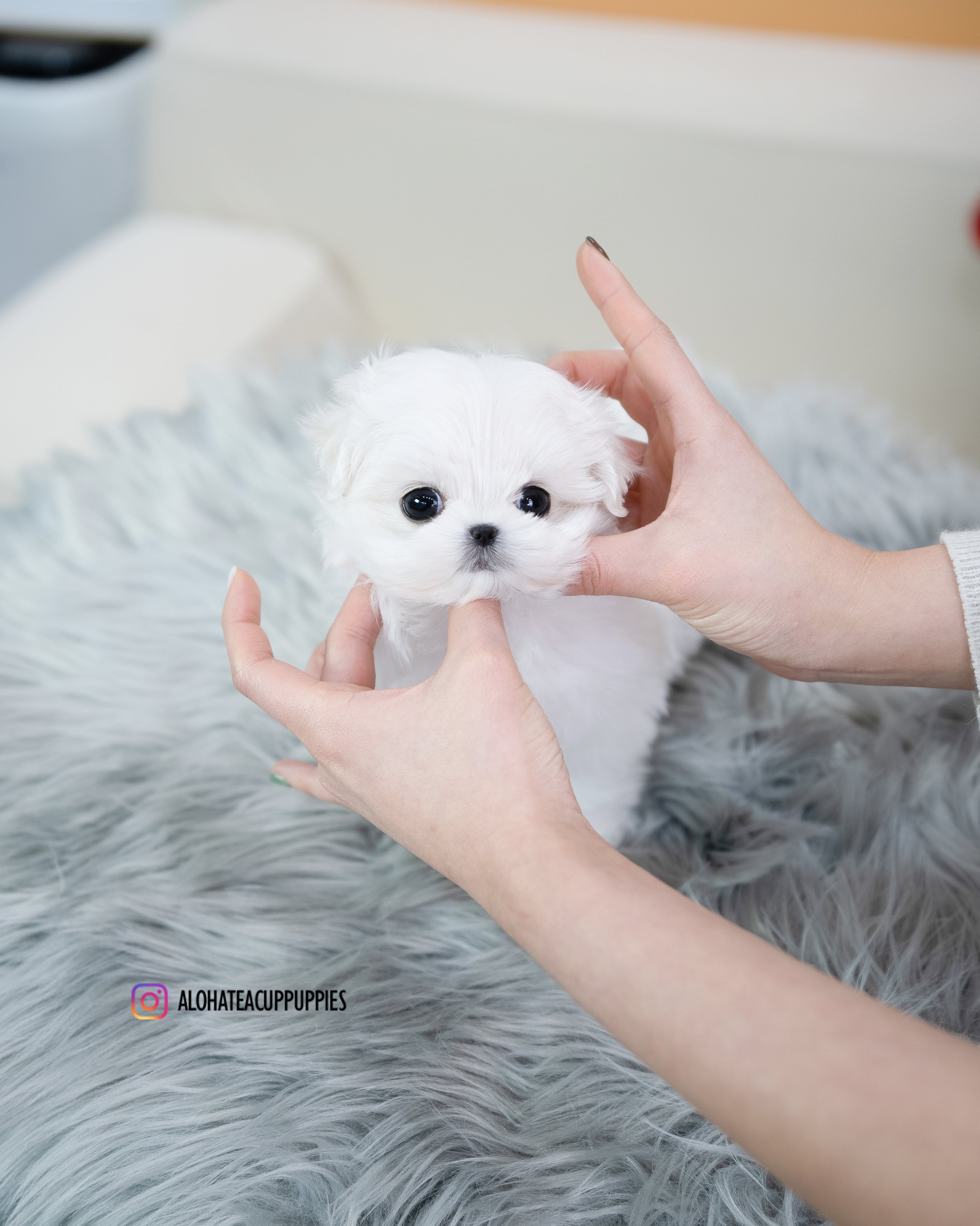Fia [TEACUP MALTESE]