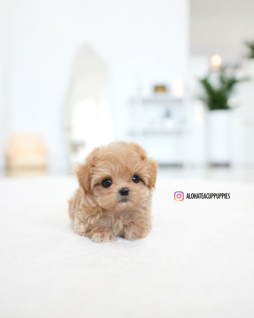 Ivy [TEACUP MALTIPOO]
