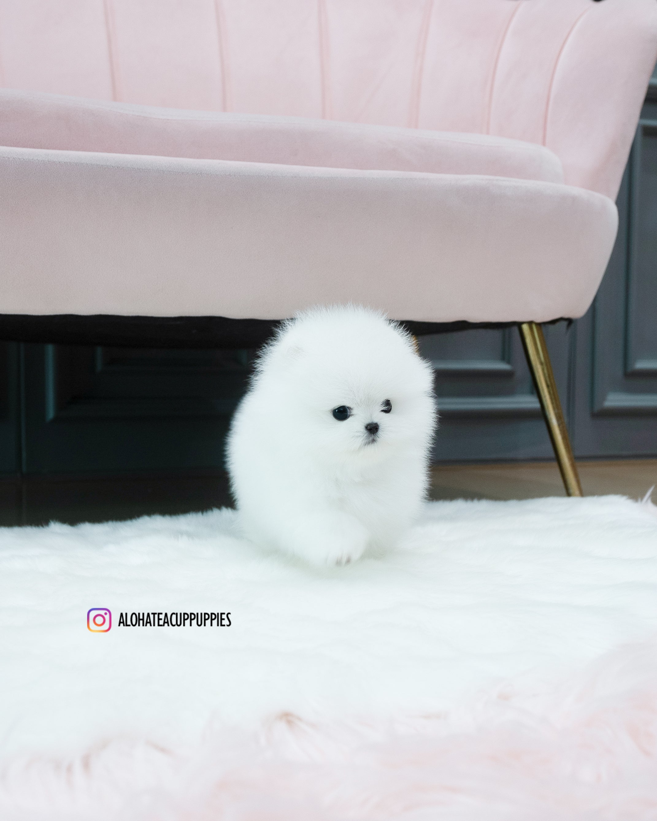 Leche [POMERANIA TAZA DE TÉ]
