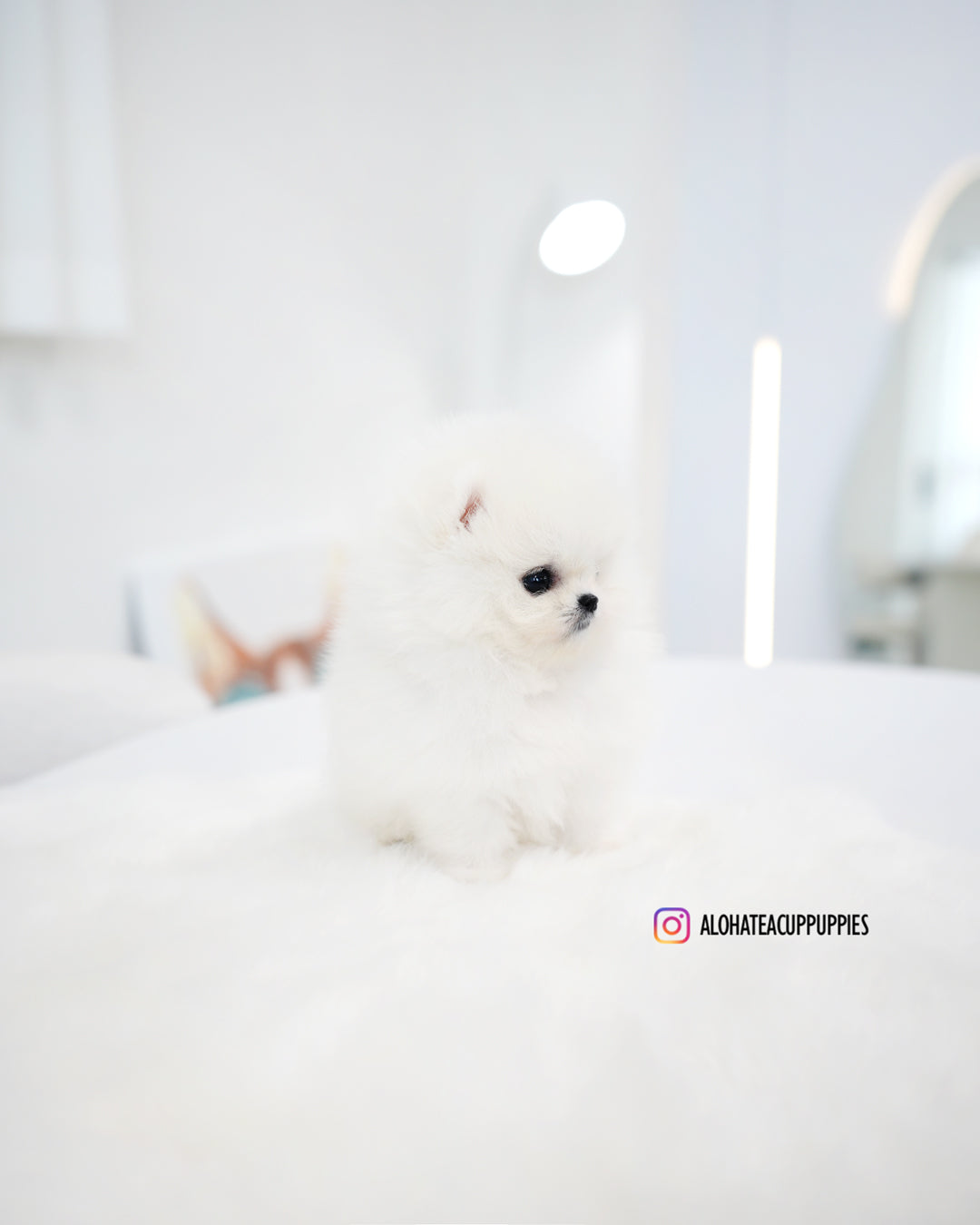 Kitty [POMERANIA TAZA DE TÉ]