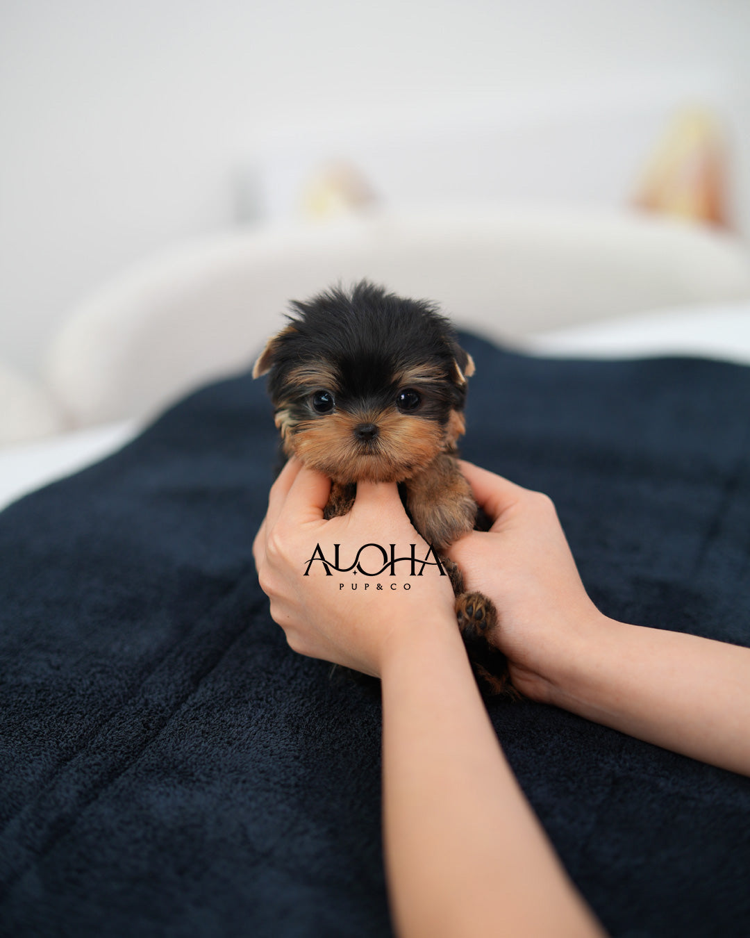 Tara [Teacup Yorkie]