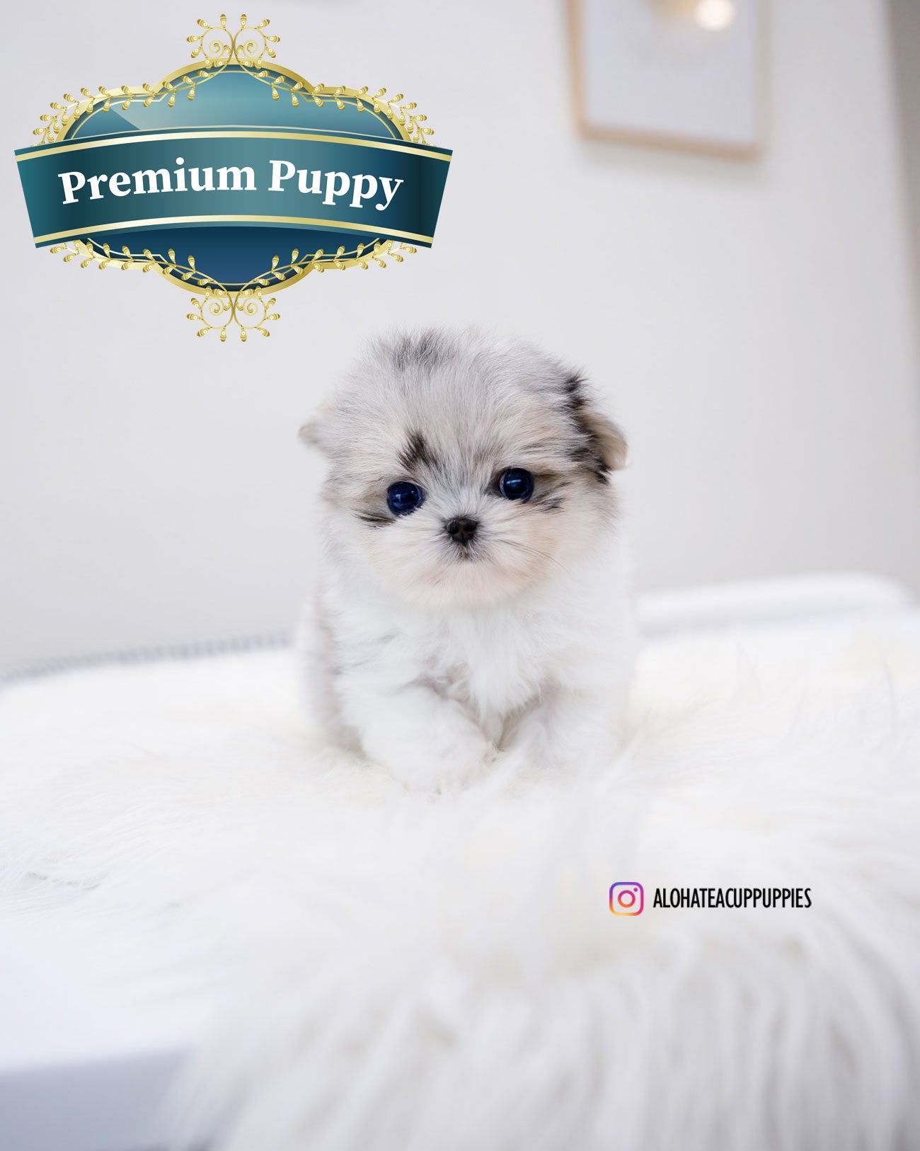 Raya [TEACUP Maltipom]