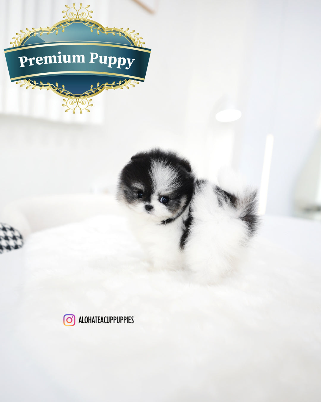 琳达 [茶杯博美犬]