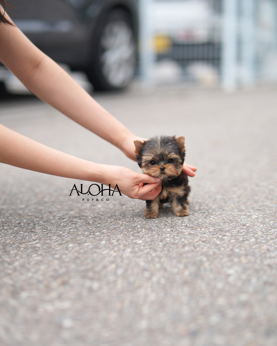 Dana [Yorkie tacita de té]