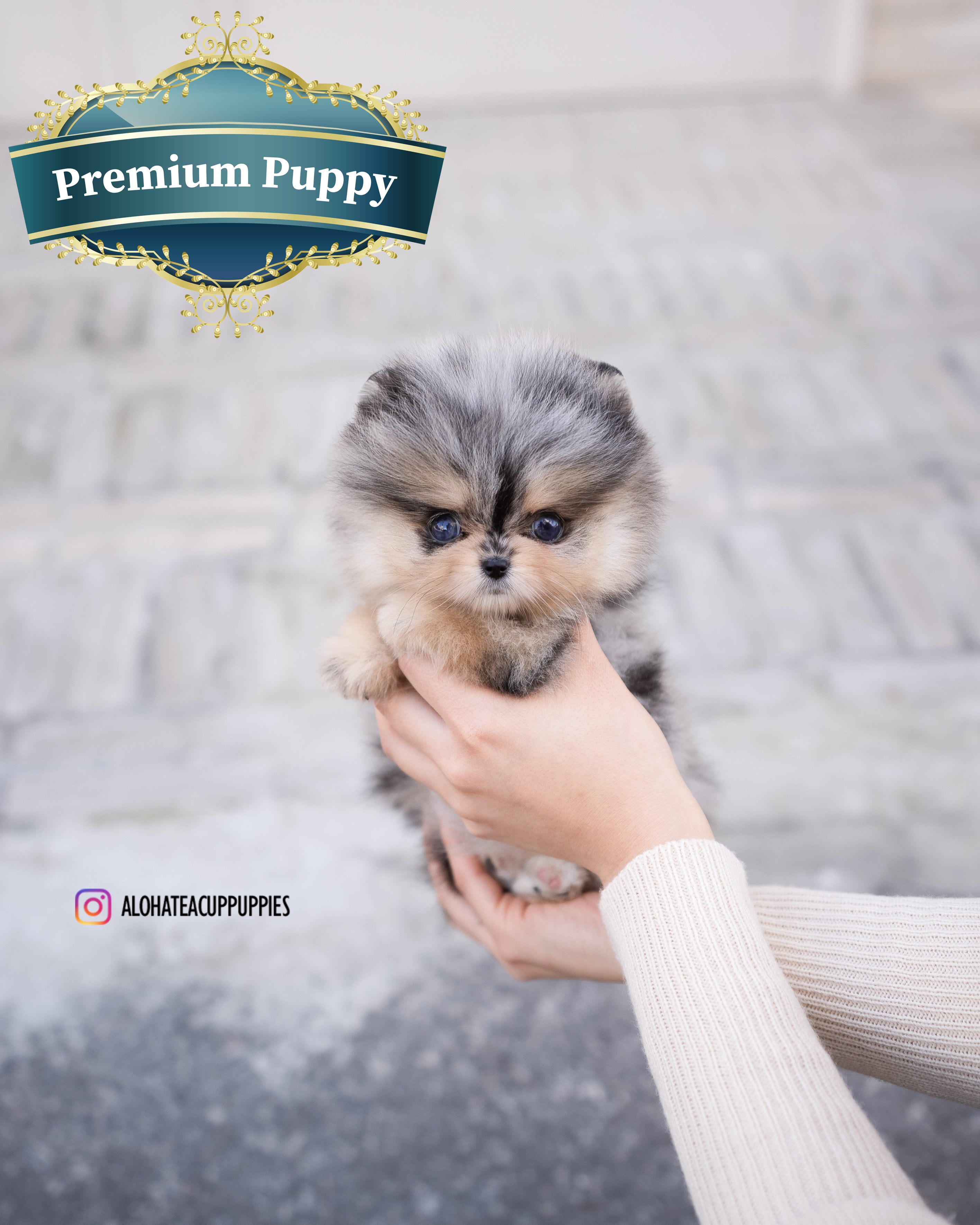 埃丝特 [茶杯博美犬]