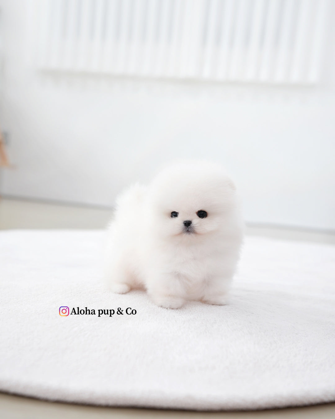 Boo [茶杯博美犬]