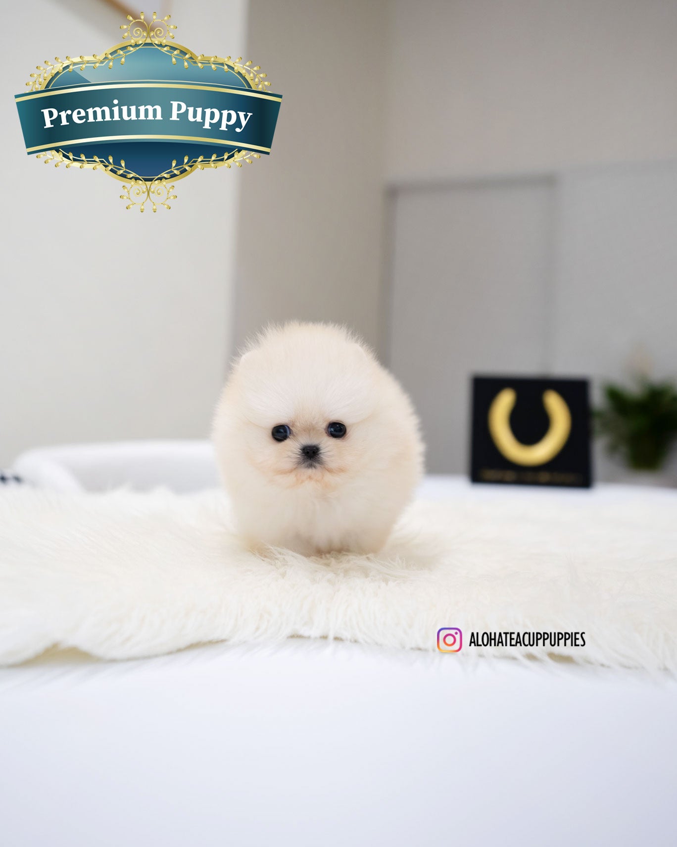 玛丽 [茶杯博美犬]