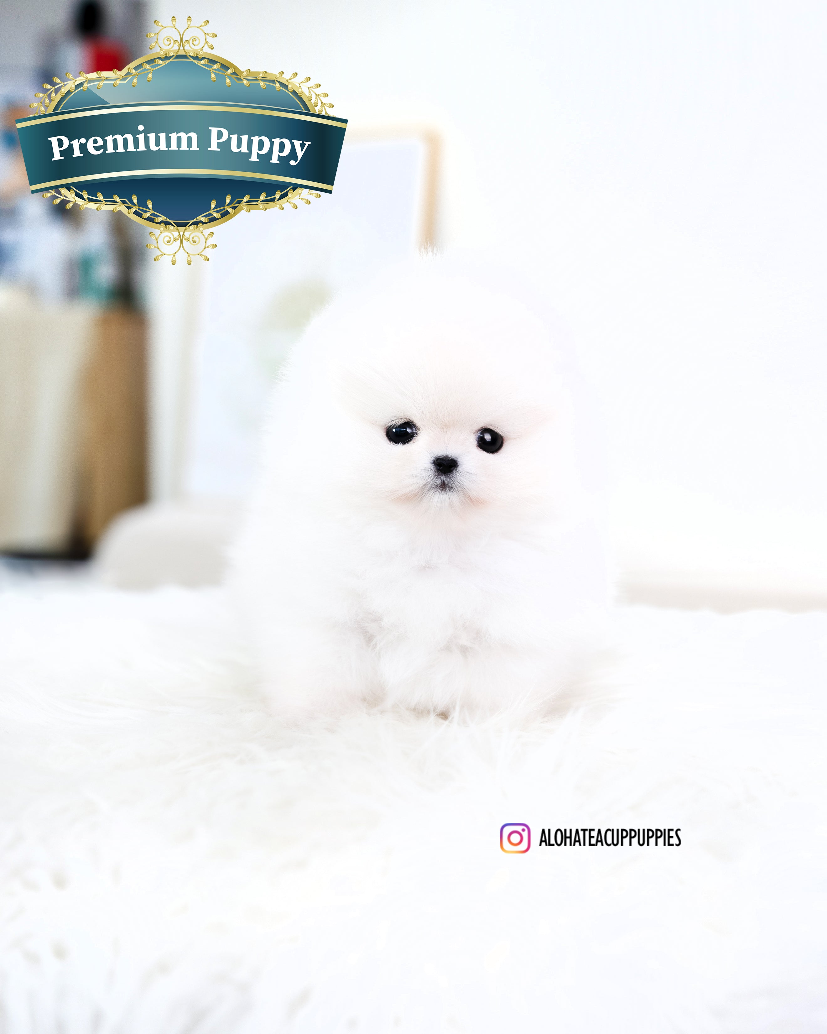 Zara [TEACUP POMERANIAN]