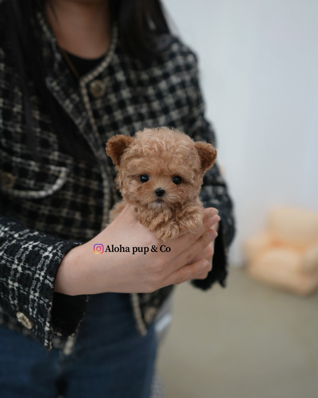 Vivi [TEACUP POODLE]