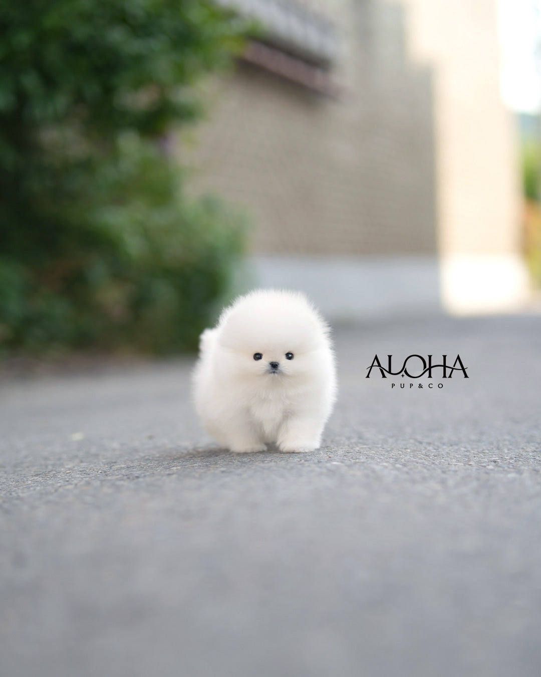 Lambo [POMERANIA TAZA DE TÉ]