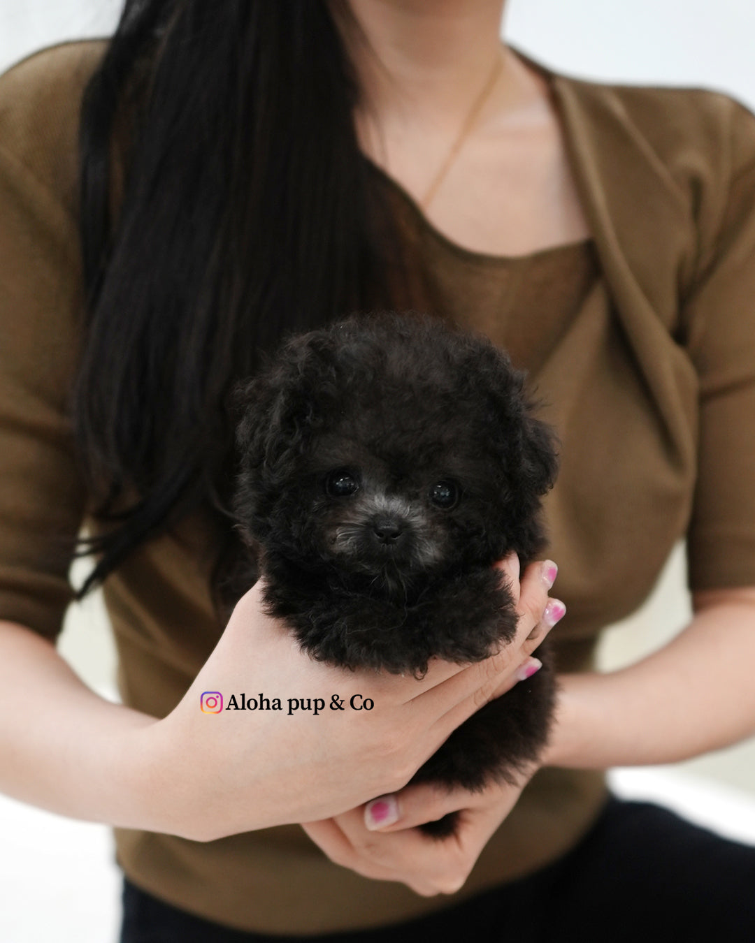 Bubu [TEACUP POODLE]
