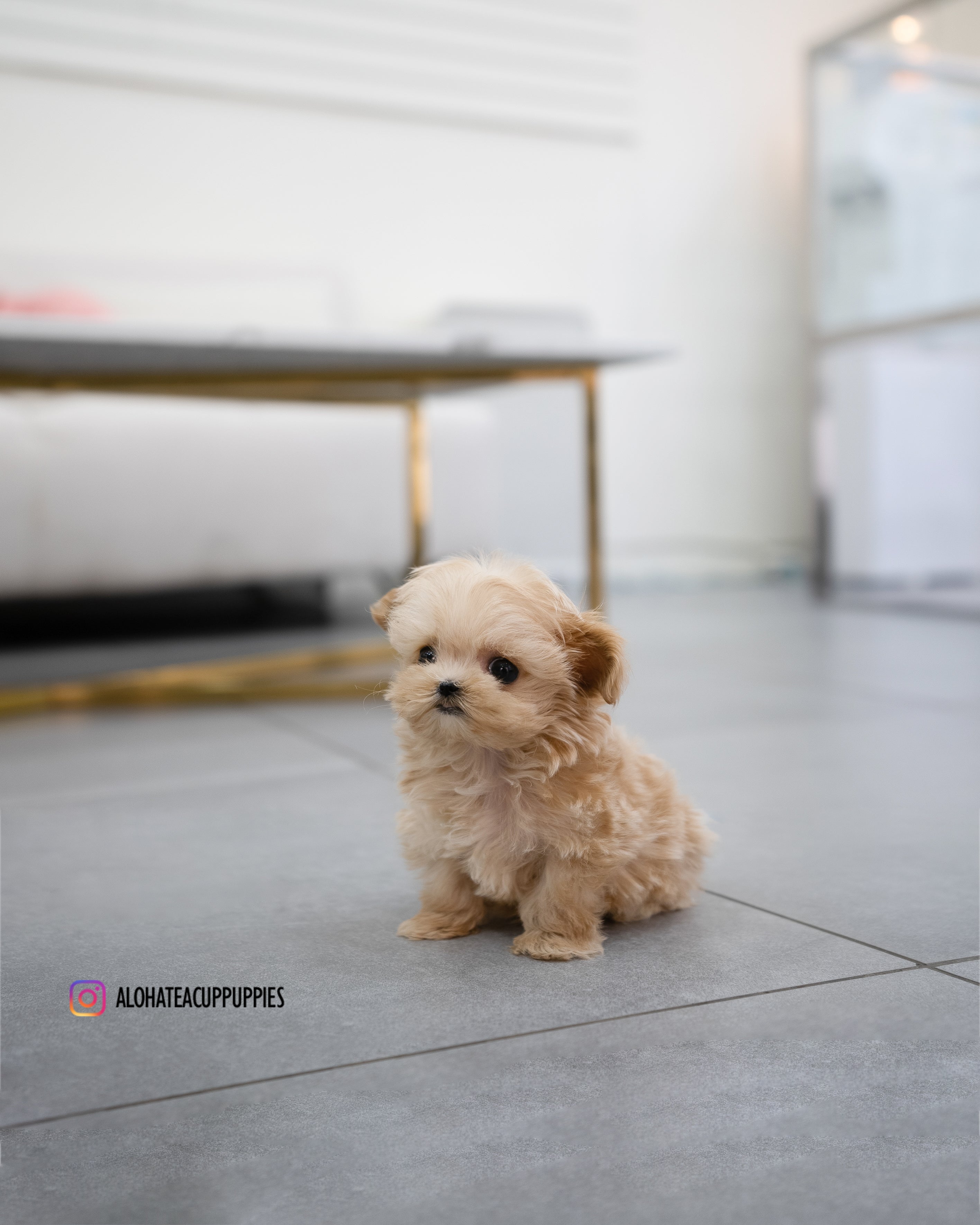 Pablo [TEACUP MALTIPOO]