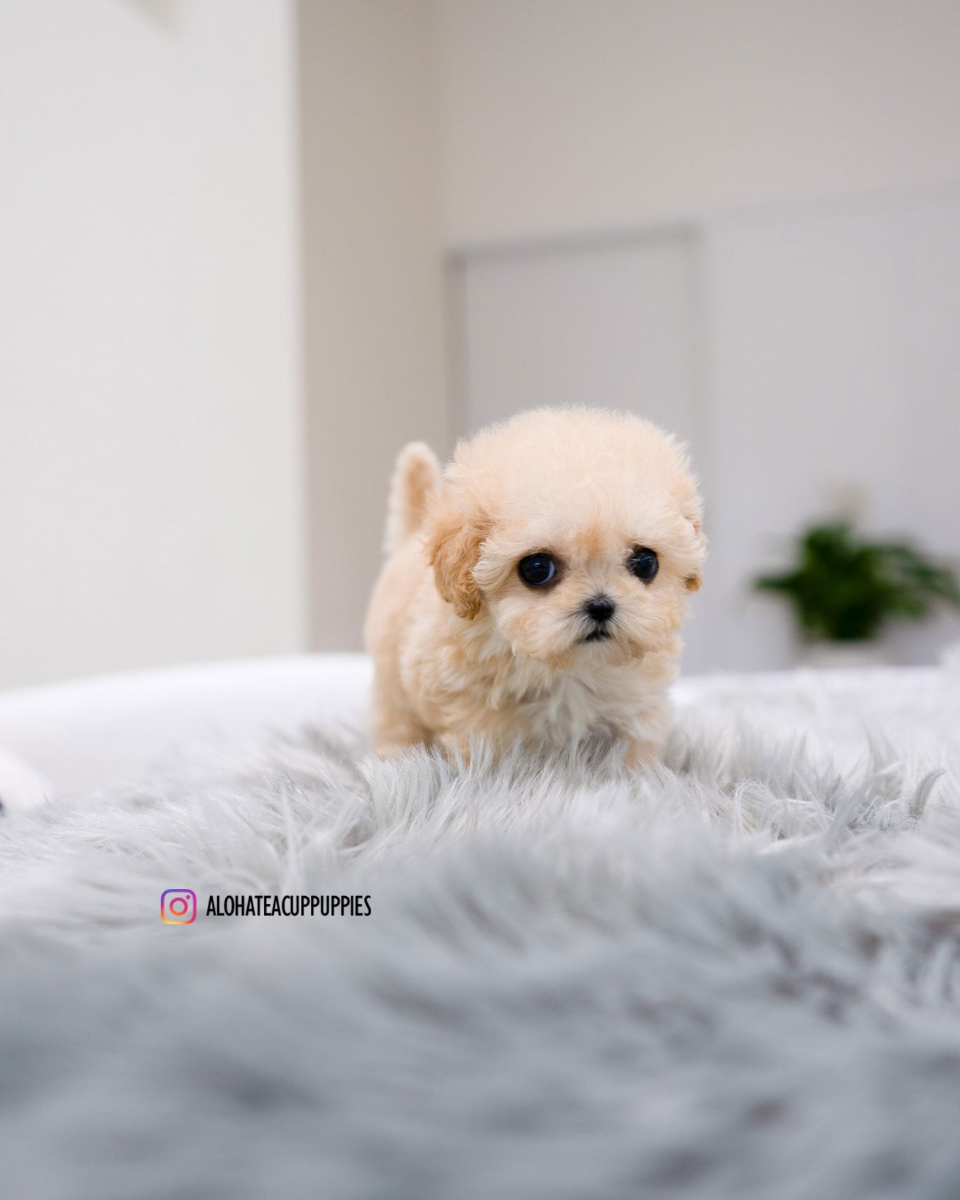 Clover [TEACUP MALTIPOO]
