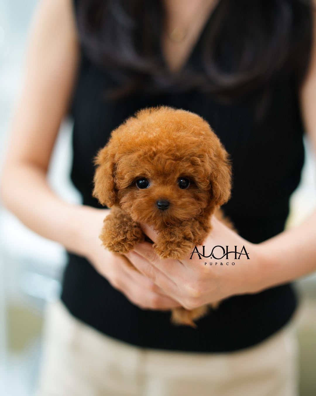 Finn [TEACUP POODLE]