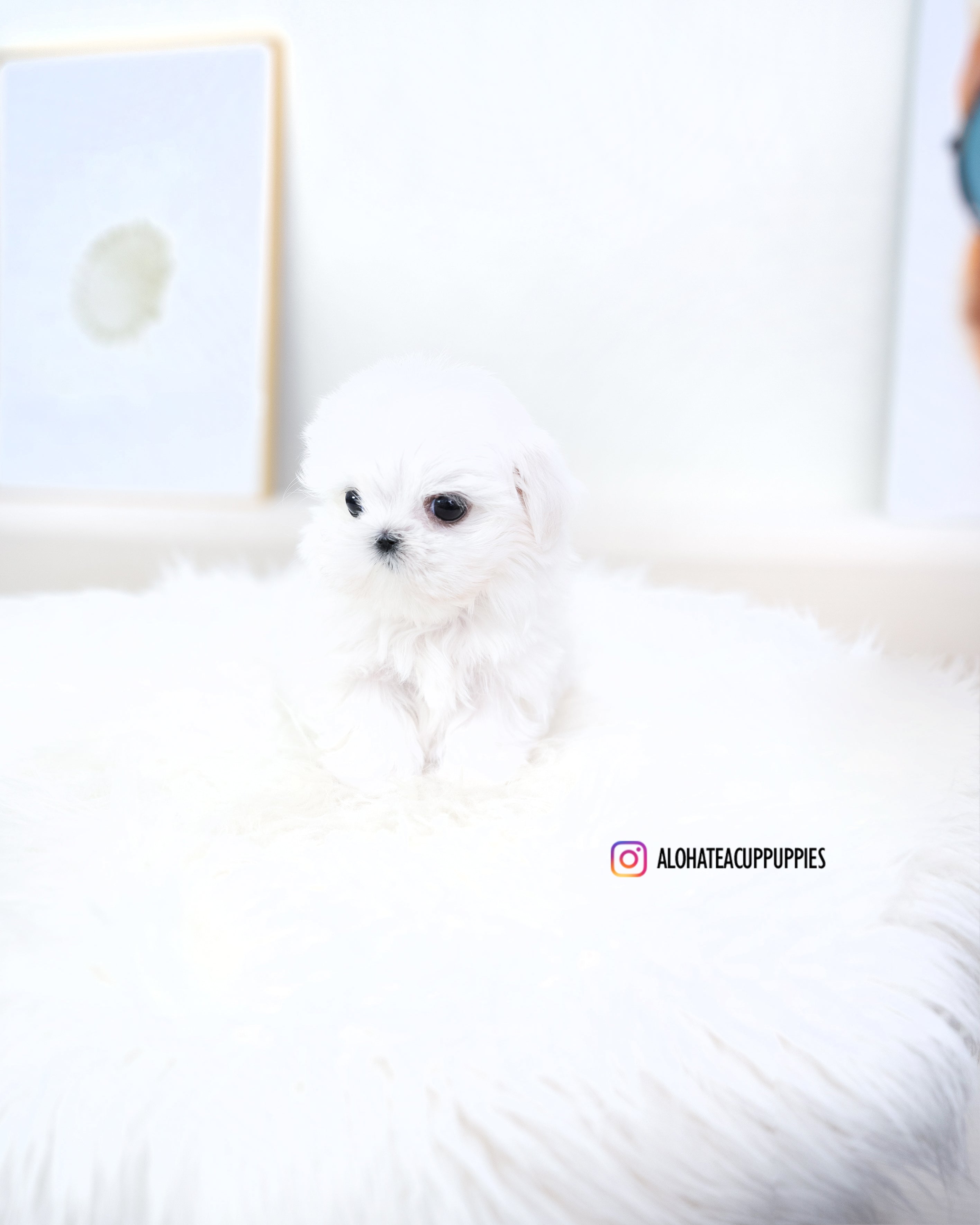 Reese [TEACUP MALTESE]