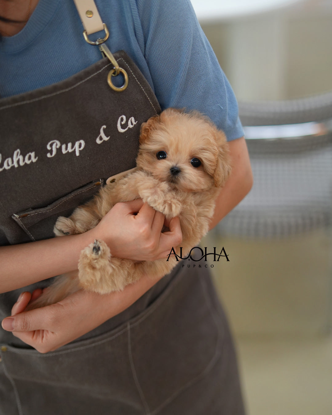 Jay [TEACUP MALTIPOO]