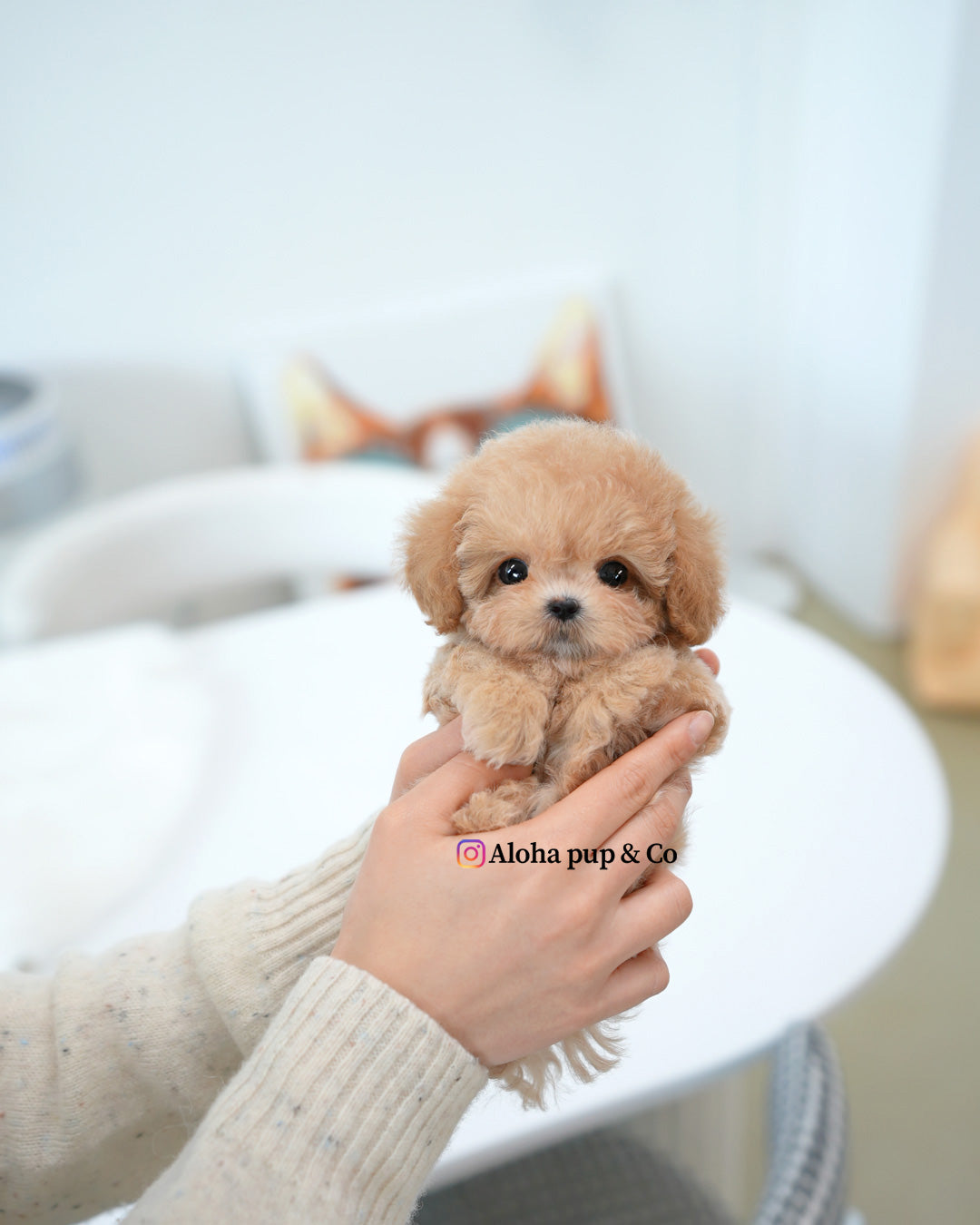 Waffle [TEACUP POODLE]