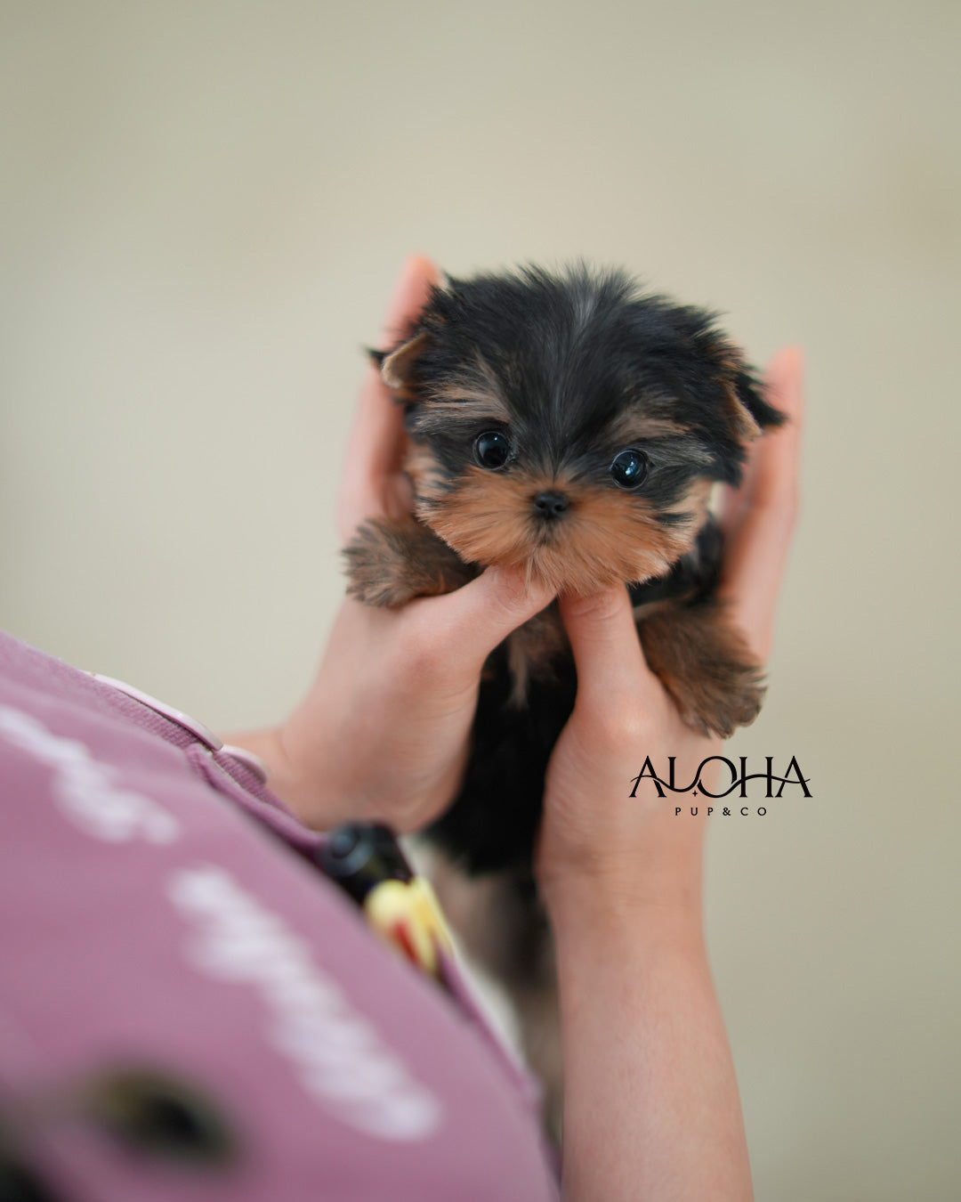 Amber [Teacup Yorkie]