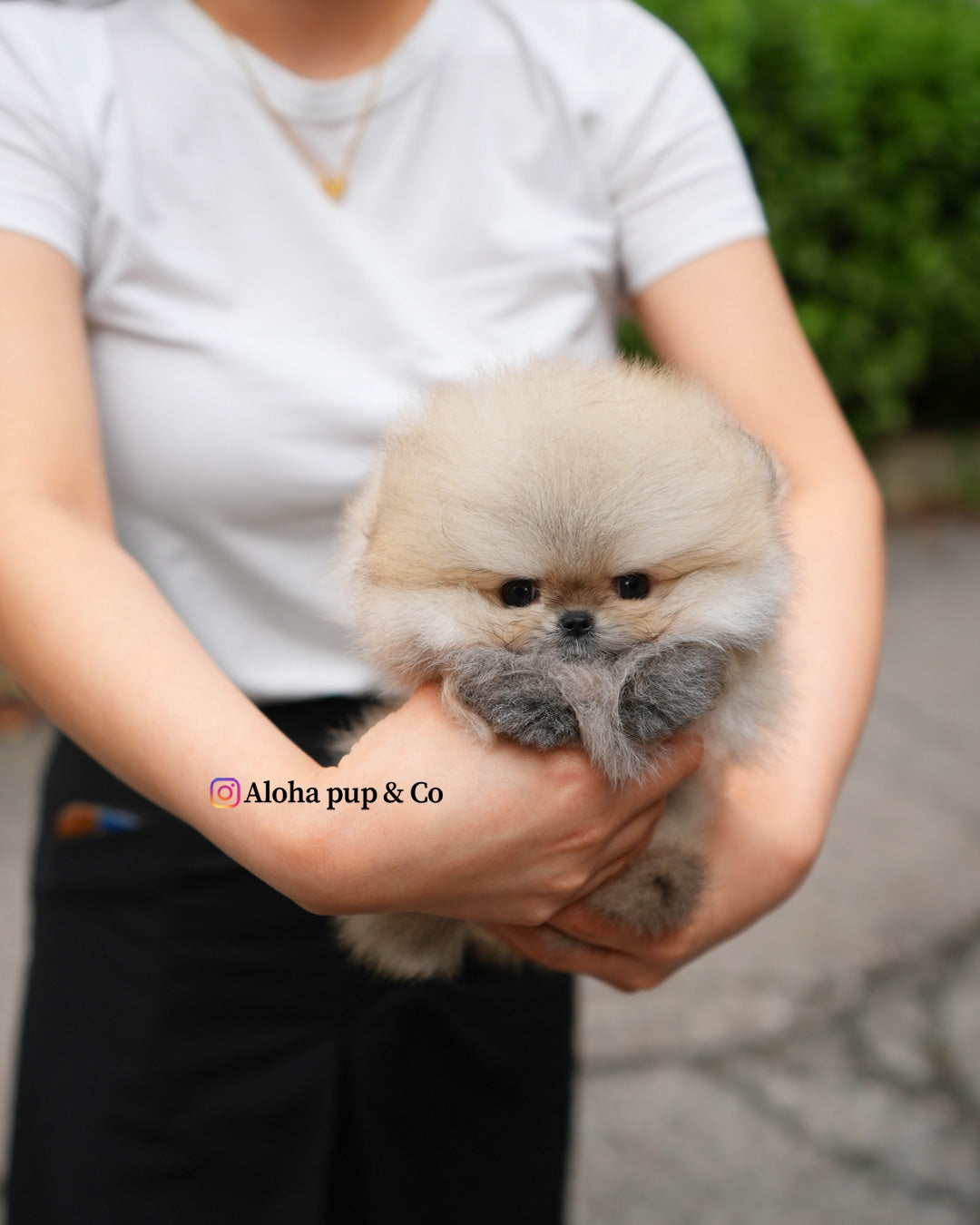 Eto [POMERANIA TAZA DE TÉ]
