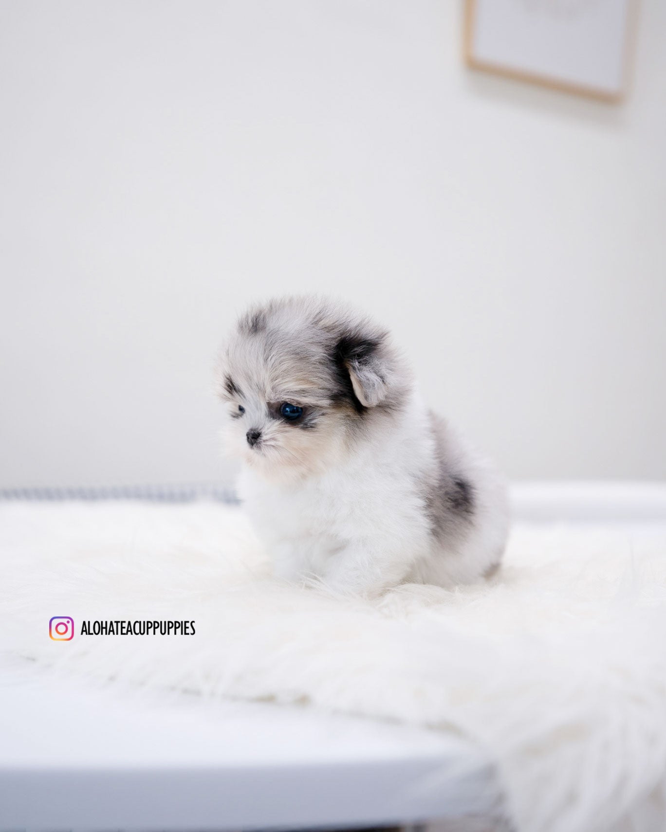 Raya [TEACUP Maltipom]
