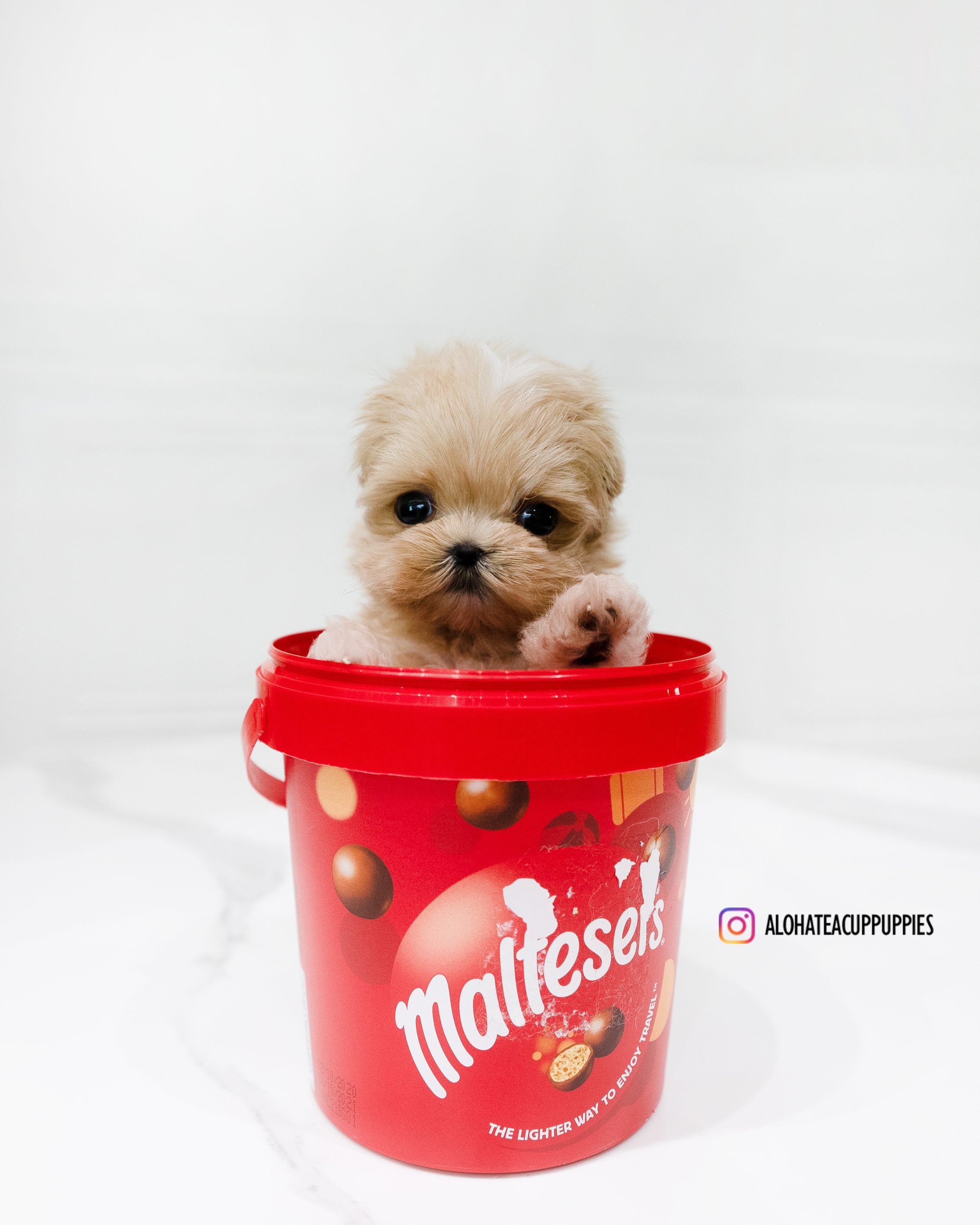 Dicaprio [TEACUP MALTIPOO]