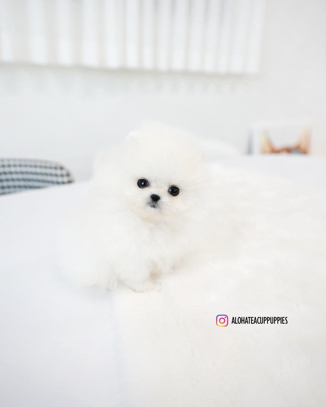 小猫 [茶杯博美犬]