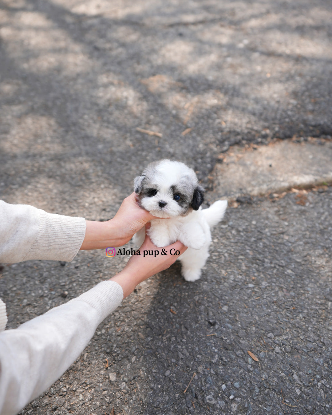 Buddy [TEACUP MALTIPOO]