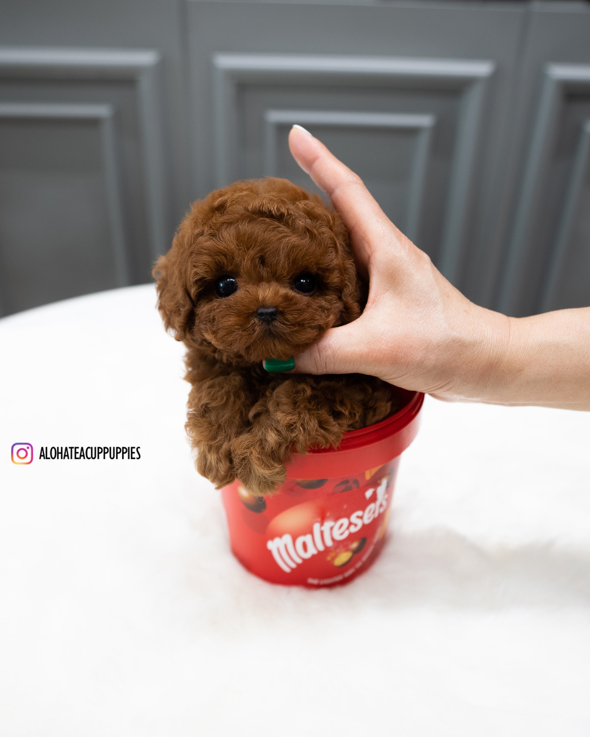 Ruby [TEACUP POODLE]