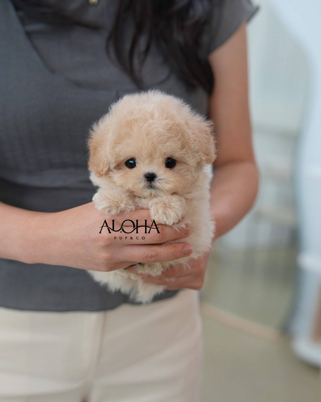 Latte [TEACUP MALTIPOO]