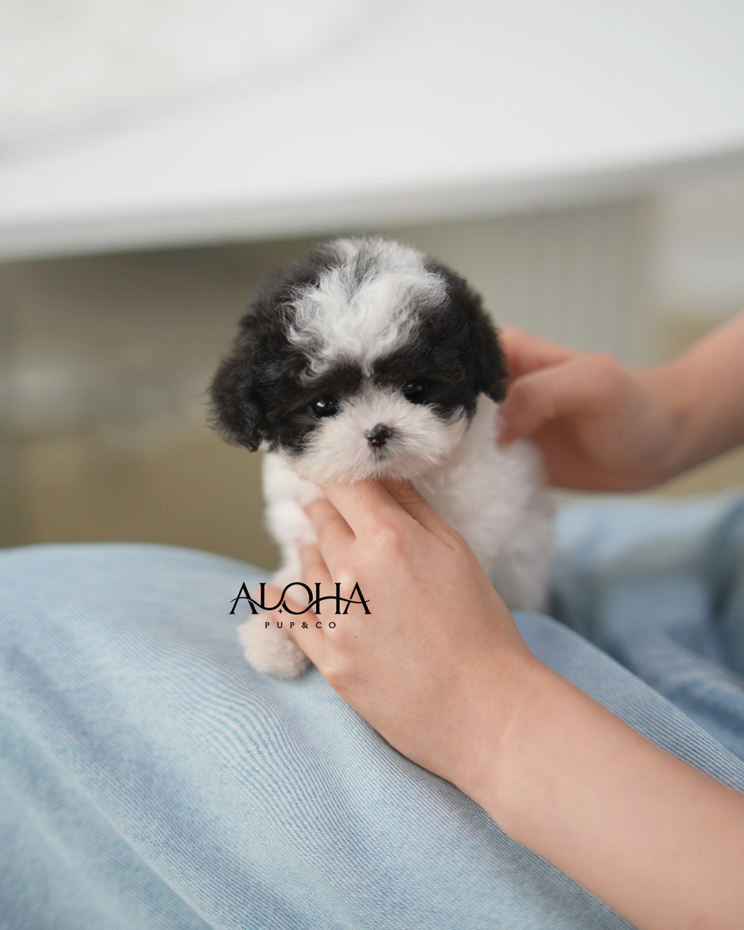Lucy [TEACUP POODLE]
