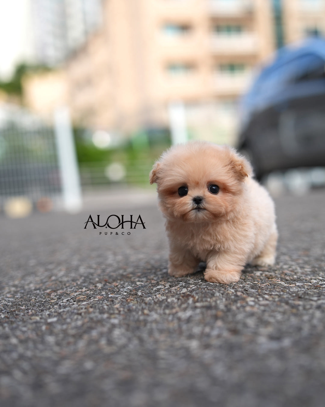 Peach [TEACUP MALTIPOO]