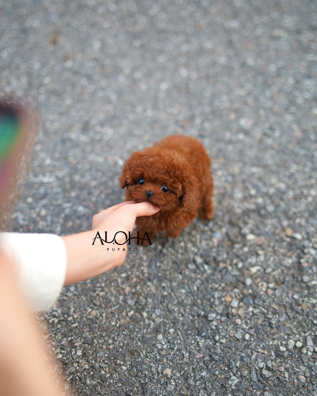 Zizi [TEACUP POODLE]