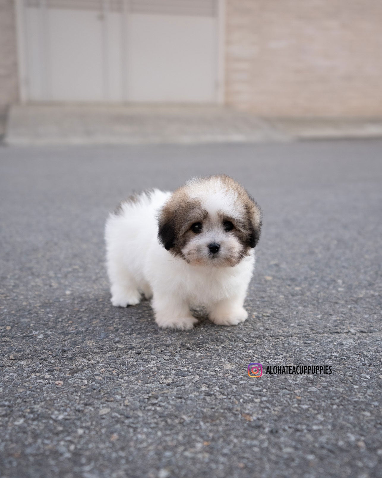 London [Coton de Tulear]