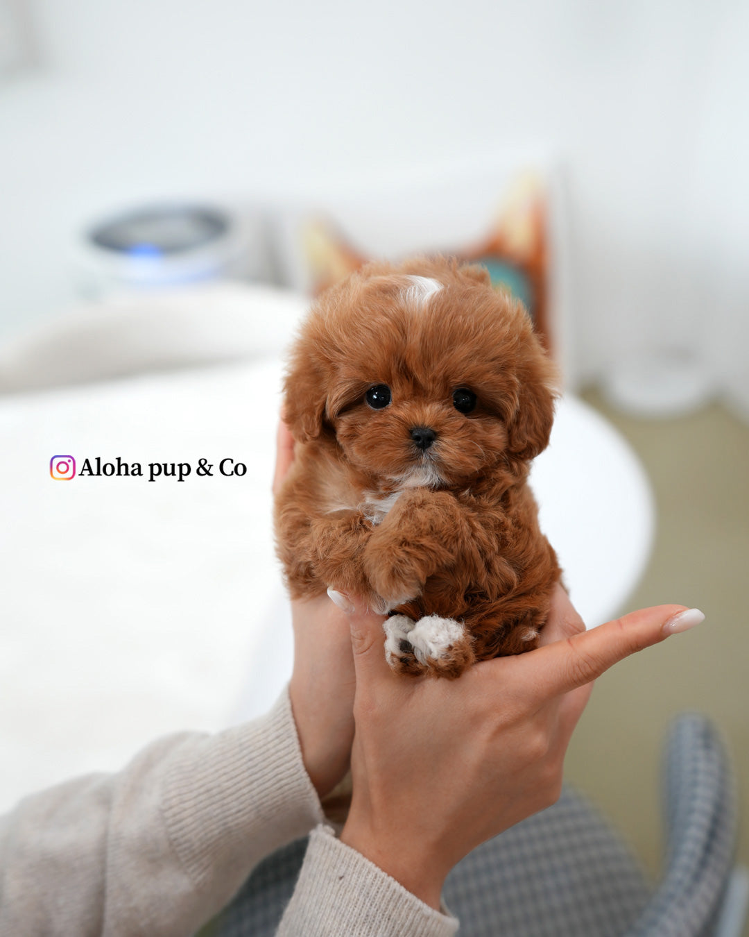 Effie [TEACUP MALTIPOO]