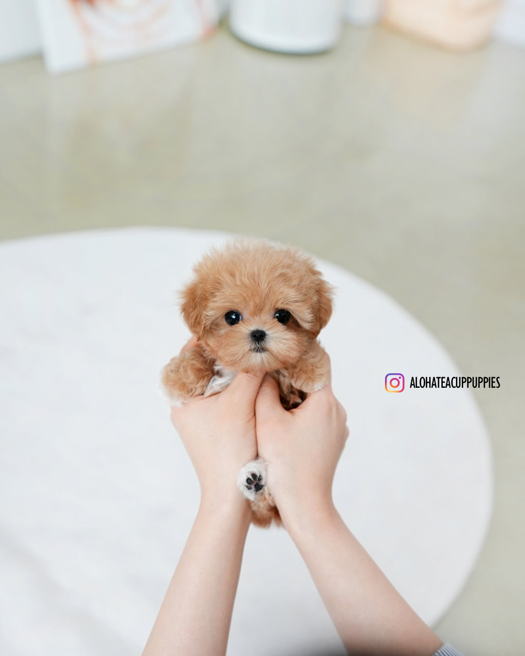 Cruz [TEACUP MALTIPOO]