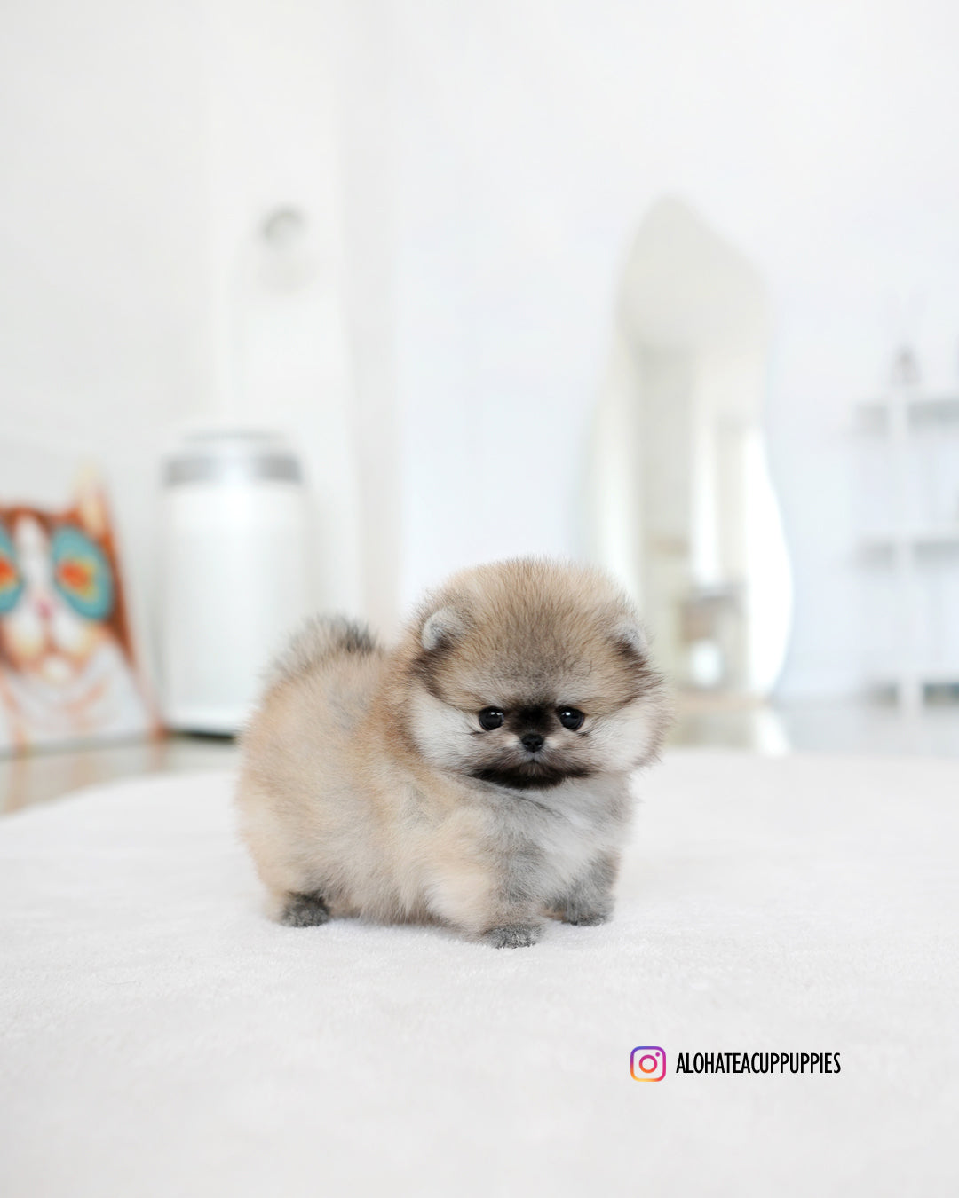 Diego [POMERANIA TAZA DE TÉ]