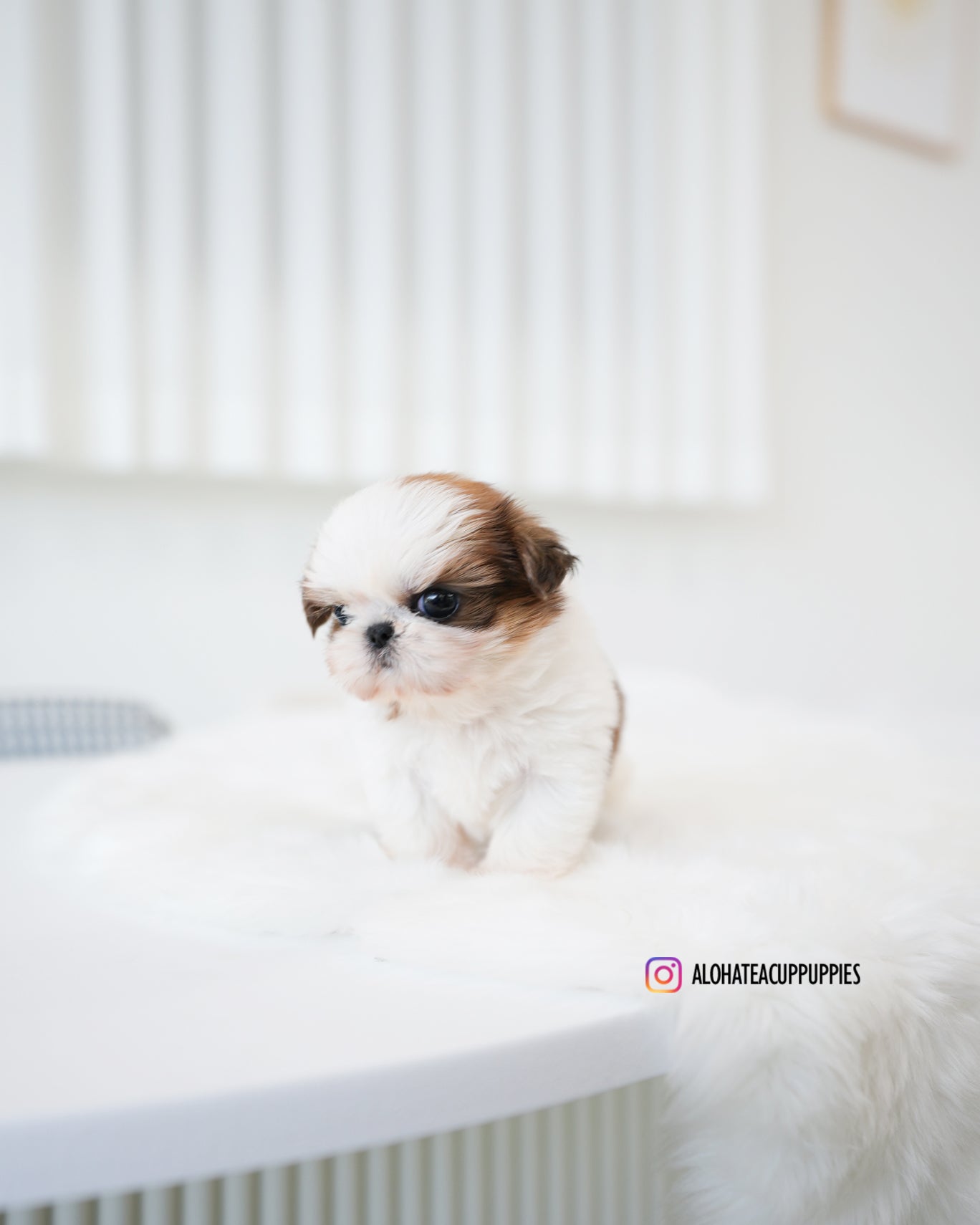 Peach [Teacup SHIHTZU]