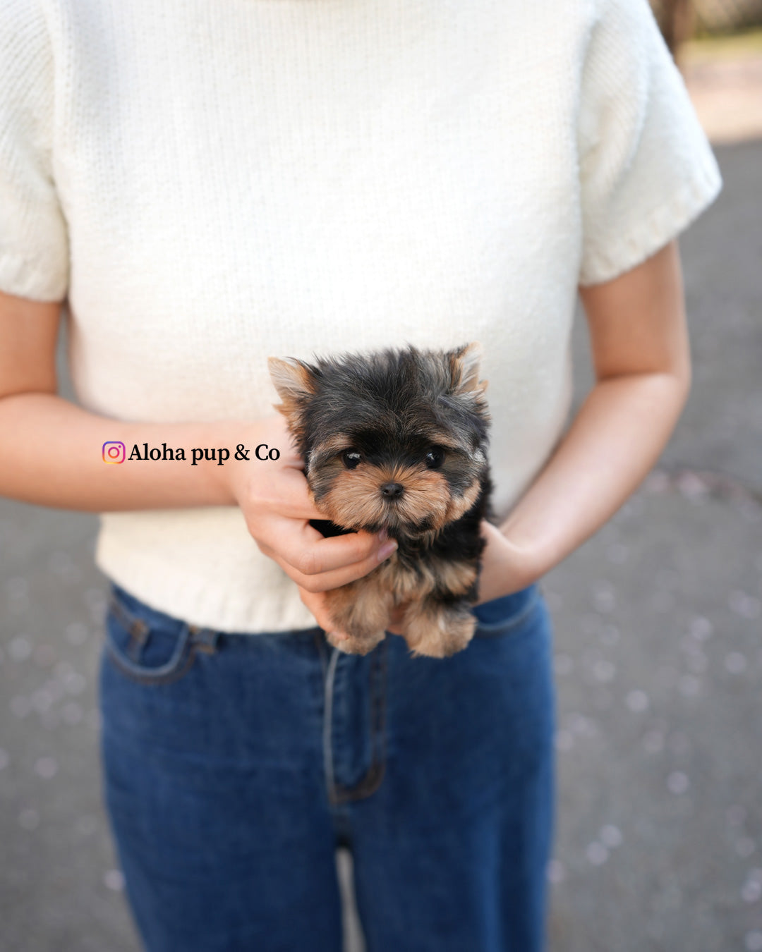 Sia [Teacup Yorkie]