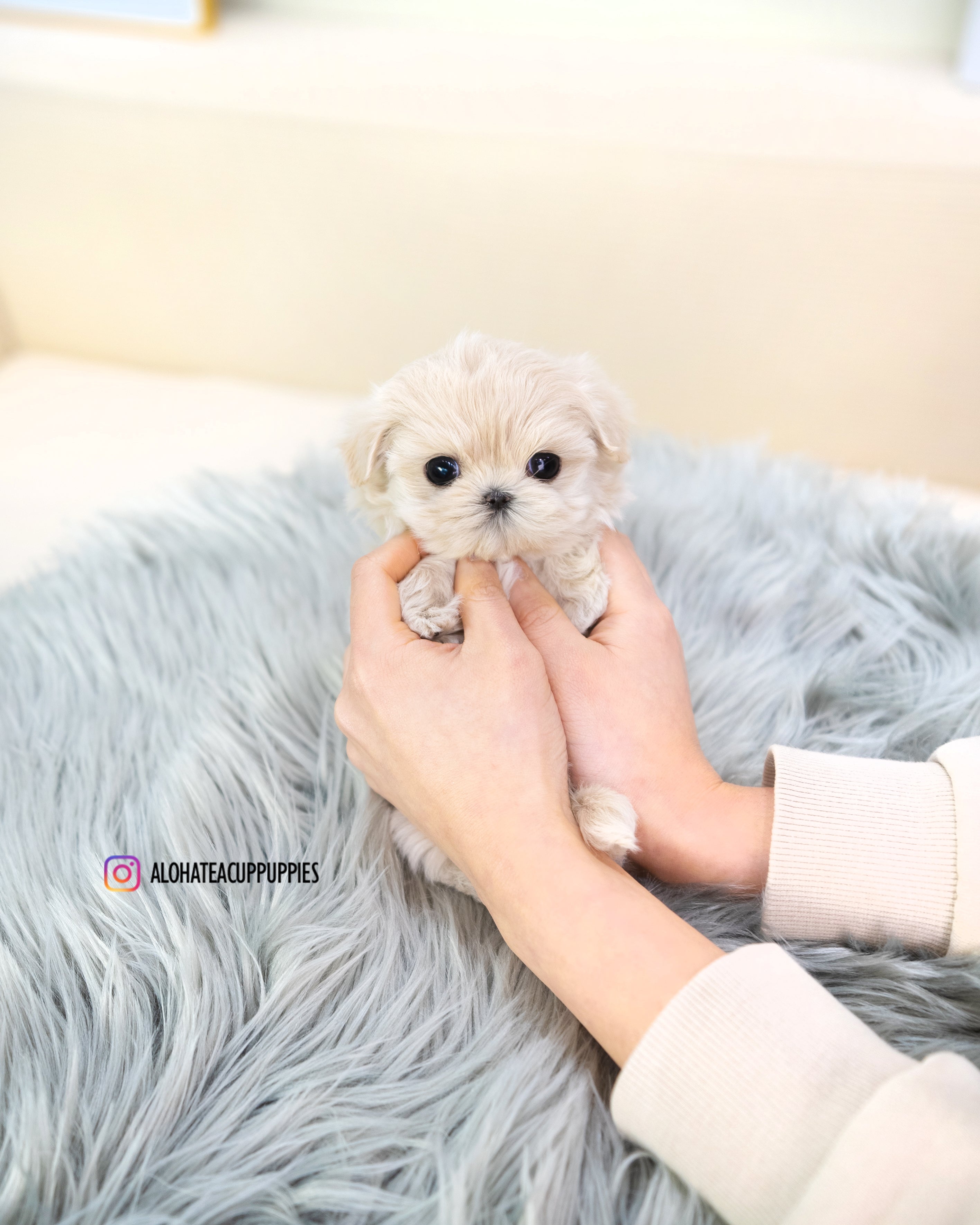 Susan [TEACUP MALTIPOO]